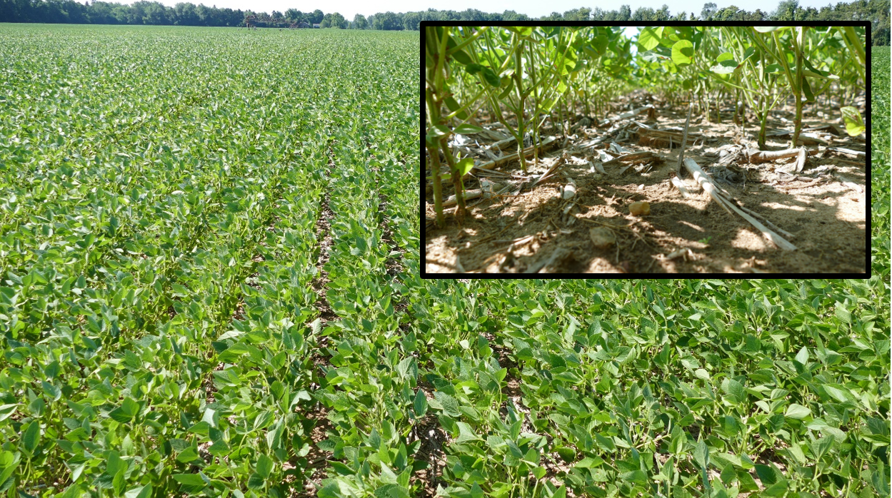 Soybean field and closeup of soybean plant.